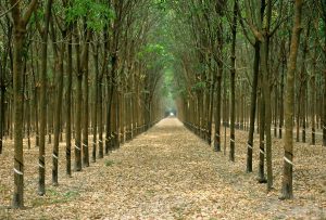 Rubber tree plantation, view down rows of perfectly spaced trees, Vietnam